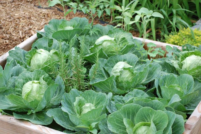 raised bed of cabbages