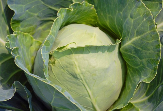 Ripe Cabbage