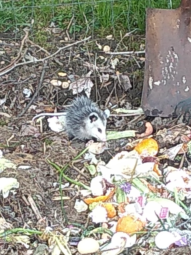 baby opossum in compost pile